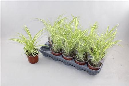 <h4>Chlor Com Variegatum</h4>