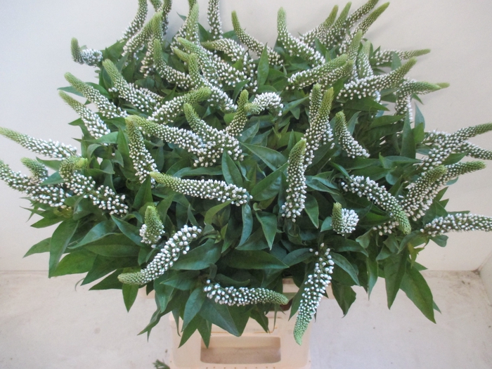 <h4>LYSIM CLETHROIDES</h4>