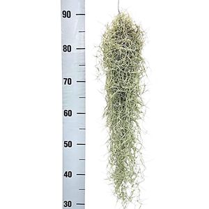 Tillandsia usneoides