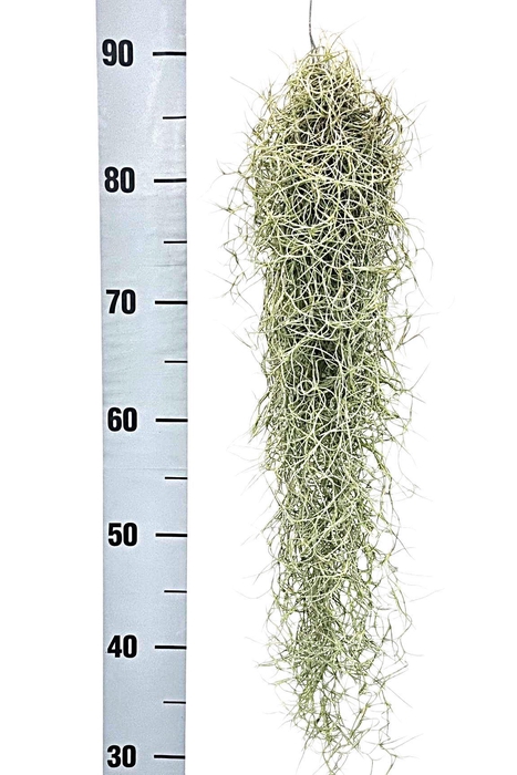 <h4>Tillandsia usneoides</h4>