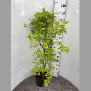 ACER PA ORANGE DREAM