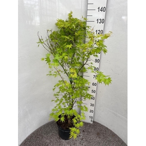 ACER PA ORANGE DREAM