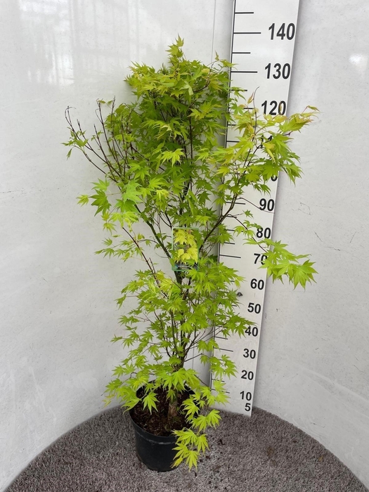 <h4>ACER PA ORANGE DREAM</h4>