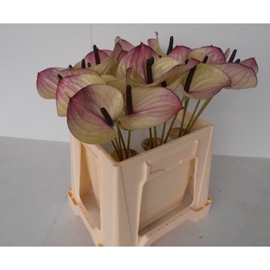 Anthurium Maxima Violeta