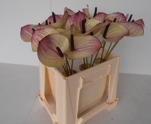 <h4>Anthurium Maxima Violeta</h4>