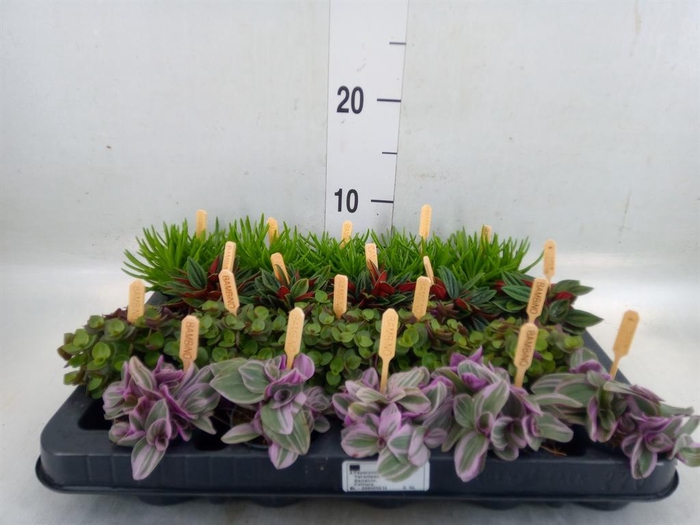 <h4>Planten  ..mix</h4>