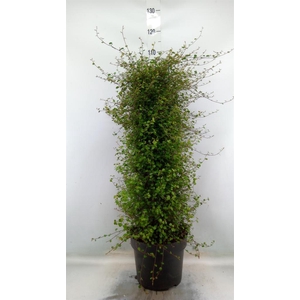 Muehlenbeckia com. 'Mao'ri'