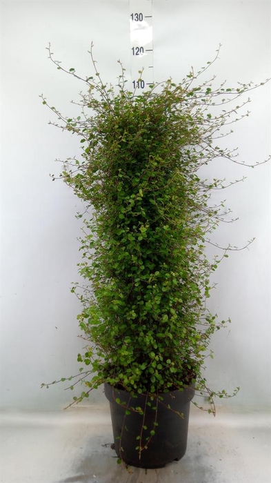 <h4>Muehlenbeckia com. 'Mao'ri'</h4>