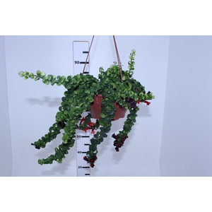 AESCHYNANTHUS RASTA C21