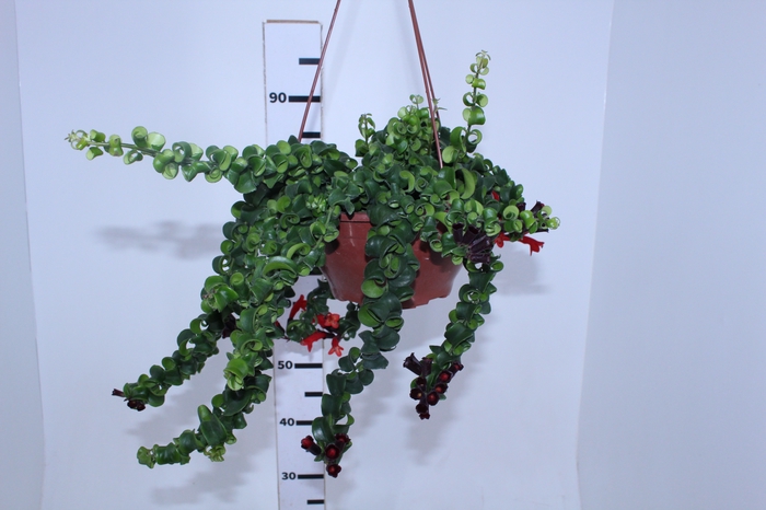 AESCHYNANTHUS RASTA C21