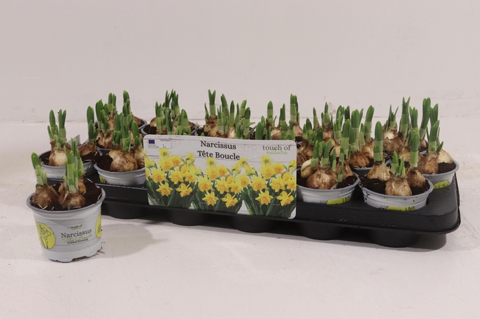 <h4>NARC D TETE BOUCLE</h4>