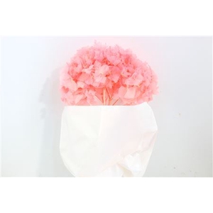 Pres Hydr L Pink Bunch Head 16-18cm