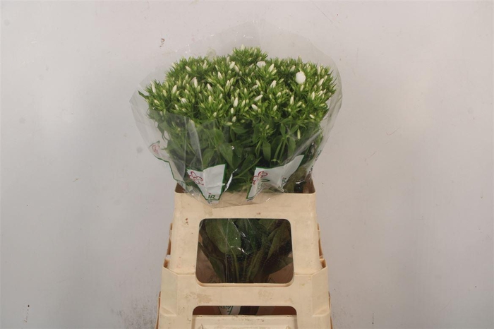 <h4>Phlox Whitecap</h4>