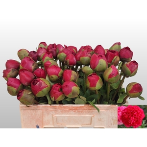 PAEO COM PERFORMANCE