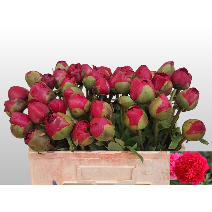 <h4>PAEO COM PERFORMANCE</h4>