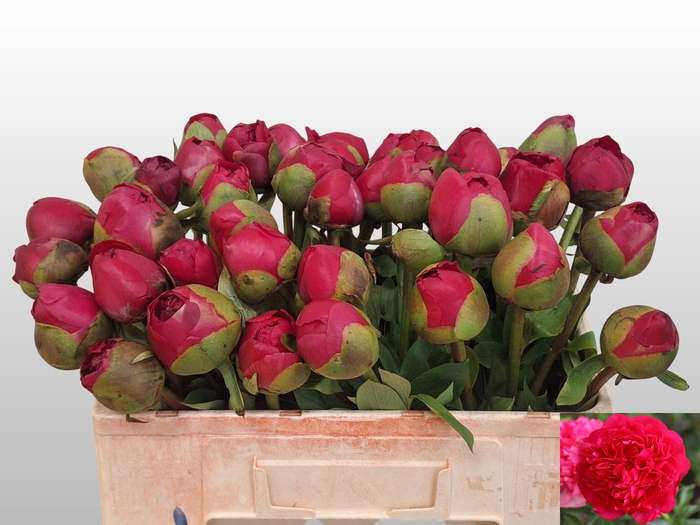 PAEO COM PERFORMANCE