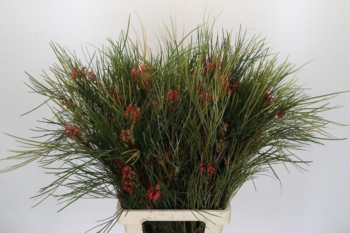 <h4>GREVI JOHNSONII</h4>