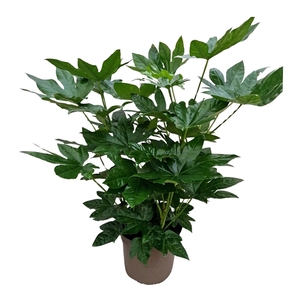 Fatsia Japonica