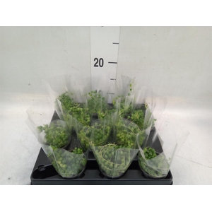 Senecio rowleyanus