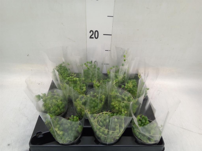 <h4>Senecio rowleyanus</h4>