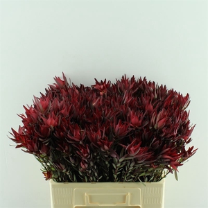 Leucadendron Blush Spray