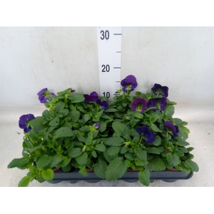 Viola wr. 'Delta Lavender'