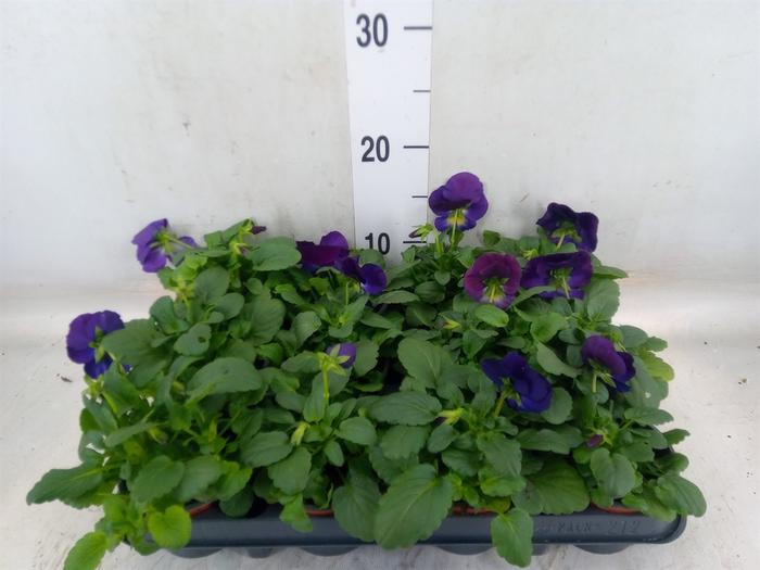 <h4>Viola wr. 'Delta Lavender'</h4>