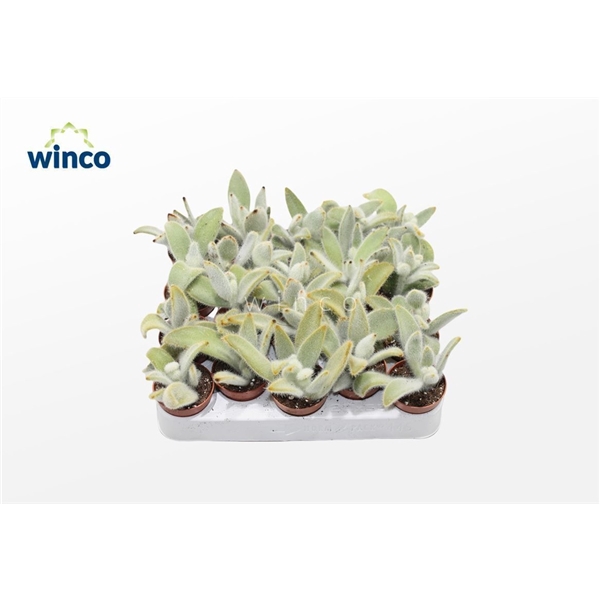 <h4>Kalanchoe Vilosa</h4>