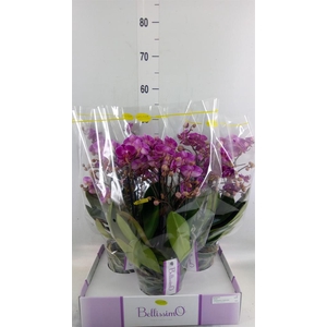 Phalaenopsis multi.   ...lilac