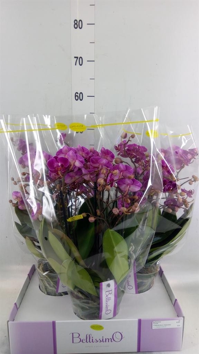 <h4>Phalaenopsis multi.   ...lilac</h4>