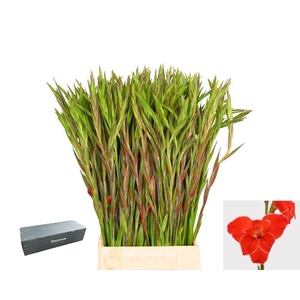 GLAD PR ATOM Atom 841