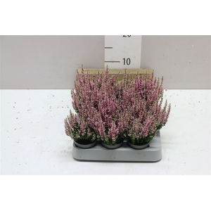Calluna Mini Beauty Lady Roze