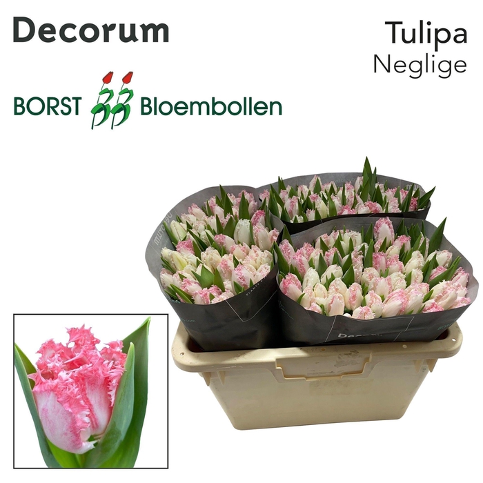 <h4>TU FR NEGLIGE</h4>