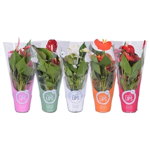 MoreLIPS® Anthurium mix in ShowHoes