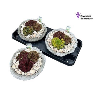 arr8 Arr Tuinplanten In Rond Beton