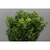 Pittosporum P Stem