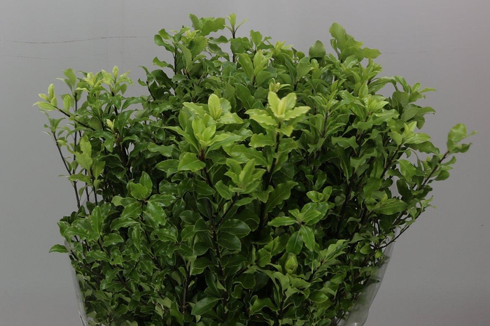 Pittosporum P Stem