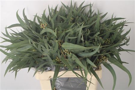 <h4>Euc Exotica Berry Per Bunch 300 Gra</h4>
