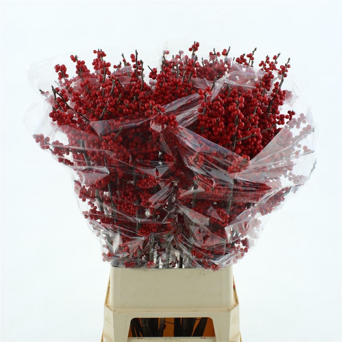 <h4>Ilex Ve Rode Bes</h4>