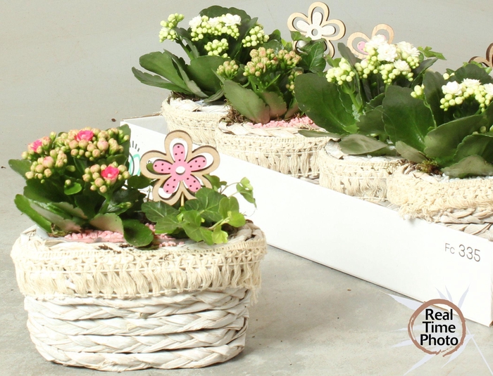 <h4>ARR KAMERPL</h4>