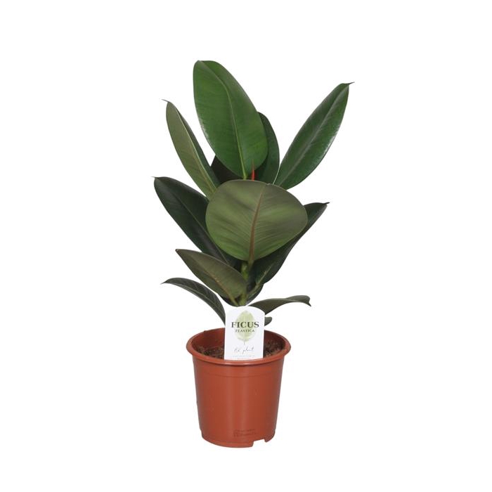 <h4>Ficus Elastica Robusta</h4>