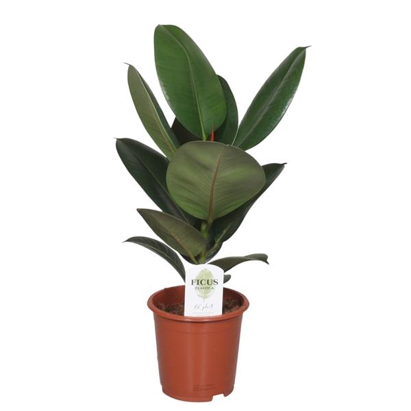 Ficus Elastica Robusta