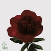 Paeonia red charm