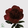 PAEONIA RED CHARM*#