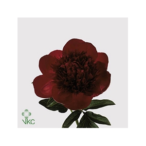 Paeo Red Charm