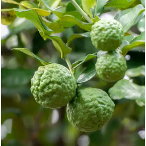 Citrus hystrix