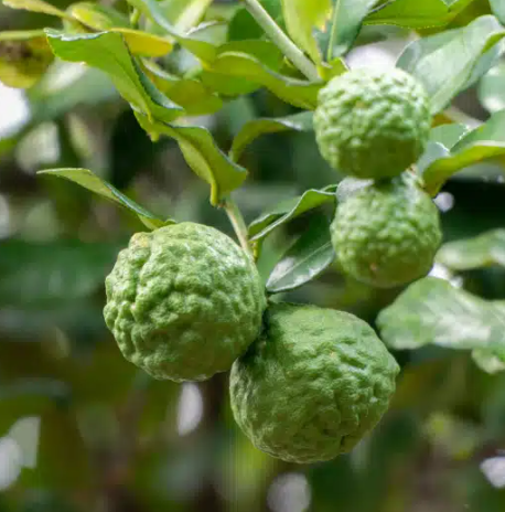 <h4>Citrus hystrix</h4>