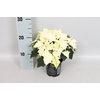 Poinsettia 10,5 cm Alaska White