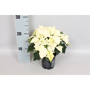 Poinsettia 10,5 cm Alaska White