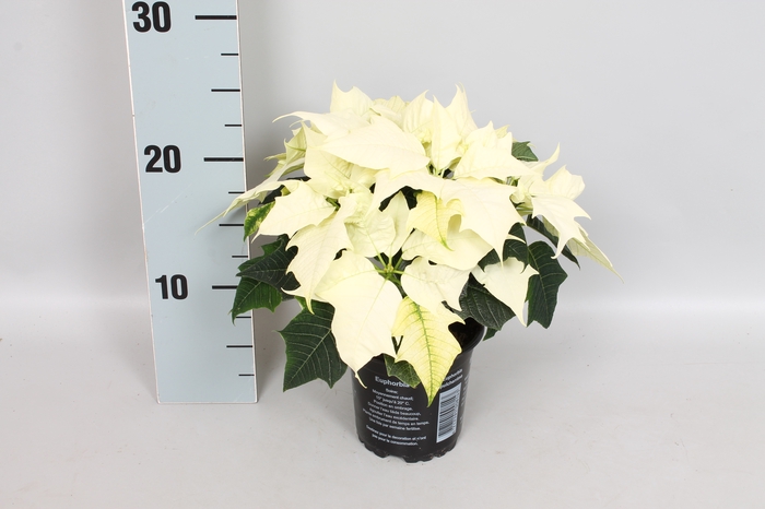 Poinsettia 10,5 cm Alaska White